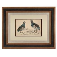 Hand Coloured 'Ground Bird Two' Lithograph. Goldsmith 1875 (4 of 4) Hand Coloured 'Ground Bird Two' Lithograph. Goldsmith 1875 (4 of 4)