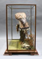 Fine Edwardian Cased Taxidermy Kestrel (3 of 10) Fine Edwardian Cased Taxidermy Kestrel (3 of 10)