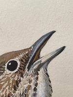 Watercolour "Chirping Song Thrush Bird" Signed Charles Frederick Tunnicliffe OBE RA 1901-1979 (19 of 35) Watercolour "Chirping Song Thrush Bird" Signed Charles Frederick Tunnicliffe OBE RA 1901-1979 (19 of 35)