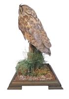 Fine Example of a Long Eared Owl in Glass Case (4 of 5) Fine Example of a Long Eared Owl in Glass Case (4 of 5)