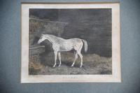 Pair Antique Race Horse Engravings (4 of 11) Pair Antique Race Horse Engravings (4 of 11)