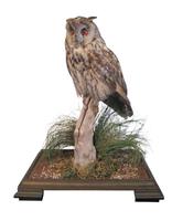 Fine Example of a Long Eared Owl in Glass Case (2 of 5) Fine Example of a Long Eared Owl in Glass Case (2 of 5)