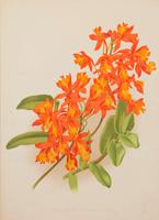 Epidendrum Rhizophorhum Orchid. Robinson. The Garden 1871-1881 (2 of 4) Epidendrum Rhizophorhum Orchid. Robinson. The Garden 1871-1881 (2 of 4)