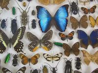 Good Antique Butterfly & Insect Specimens Collection (2 of 8) Good Antique Butterfly & Insect Specimens Collection (2 of 8)