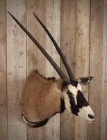 Taxidermy Gemsbok (6 of 6) Taxidermy Gemsbok (6 of 6)