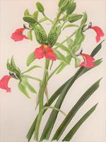 Beautiful 'Cymbidium Orchid' Rare Chromolithograph 1903 (4 of 4) Beautiful 'Cymbidium Orchid' Rare Chromolithograph 1903 (4 of 4)