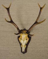19th Century Antique Antlers on Shield (4 of 5) 19th Century Antique Antlers on Shield (4 of 5)