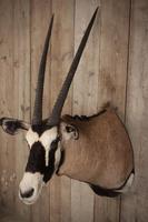 Taxidermy Gemsbok (5 of 6) Taxidermy Gemsbok (5 of 6)