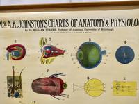Large University Anatomical Chart “Organs of Sense & Voice” by Turner (7 of 7) Large University Anatomical Chart “Organs of Sense & Voice” by Turner (7 of 7)