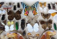 Large Antique Specimen Butterfly & Insect Case (3 of 10) Large Antique Specimen Butterfly & Insect Case (3 of 10)