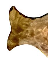 Large Victorian English Majolica Fish Serving Platter c.1875 (4 of 8) Large Victorian English Majolica Fish Serving Platter c.1875 (4 of 8)