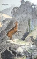 4 Framed Animal Coloured Pictures Plates c.1877 Sketches from Nature (7 of 8) 4 Framed Animal Coloured Pictures Plates c.1877 Sketches from Nature (7 of 8)