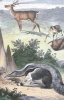 4 Framed Animal Coloured Pictures Plates c.1877 Sketches from Nature (6 of 8) 4 Framed Animal Coloured Pictures Plates c.1877 Sketches from Nature (6 of 8)