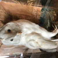 Item Additional Image