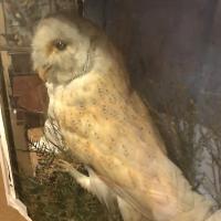 Item Additional Image