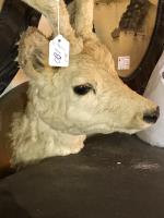 Item Additional Image