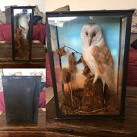 Taxidermy Barn Owl in Glass Case (4 of 4) Taxidermy Barn Owl in Glass Case (4 of 4)
