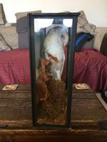 Taxidermy Barn Owl in Glass Case (2 of 4) Taxidermy Barn Owl in Glass Case (2 of 4)