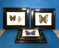 Collection of Three Victorian Taxidermy Butterflies (30 of 38) Collection of Three Victorian Taxidermy Butterflies (30 of 38)
