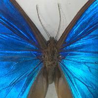 Collection of Three Victorian Taxidermy Butterflies (5 of 38) Collection of Three Victorian Taxidermy Butterflies (5 of 38)
