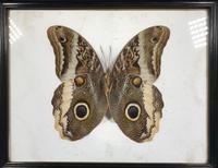 Collection of Three Victorian Taxidermy Butterflies (38 of 38) Collection of Three Victorian Taxidermy Butterflies (38 of 38)