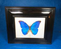 Collection of Three Victorian Taxidermy Butterflies (10 of 38) Collection of Three Victorian Taxidermy Butterflies (10 of 38)