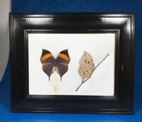 Collection of Three Victorian Taxidermy Butterflies (24 of 38) Collection of Three Victorian Taxidermy Butterflies (24 of 38)
