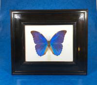 Collection of Three Victorian Taxidermy Butterflies (6 of 38) Collection of Three Victorian Taxidermy Butterflies (6 of 38)