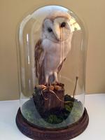 Fine Taxidermy of Barn Owl in Glass Dome (3 of 14) Fine Taxidermy of Barn Owl in Glass Dome (3 of 14)