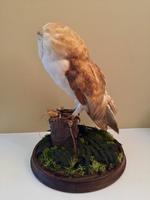 Fine Taxidermy of Barn Owl in Glass Dome (8 of 14) Fine Taxidermy of Barn Owl in Glass Dome (8 of 14)