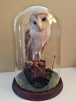 Fine Taxidermy of Barn Owl in Glass Dome (5 of 14) Fine Taxidermy of Barn Owl in Glass Dome (5 of 14)