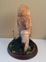 Fine Taxidermy of Barn Owl in Glass Dome (9 of 14) Fine Taxidermy of Barn Owl in Glass Dome (9 of 14)