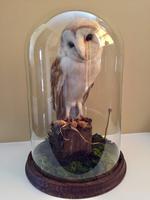Fine Taxidermy of Barn Owl in Glass Dome (4 of 14) Fine Taxidermy of Barn Owl in Glass Dome (4 of 14)