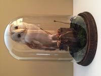Fine Taxidermy of Barn Owl in Glass Dome (14 of 14) Fine Taxidermy of Barn Owl in Glass Dome (14 of 14)