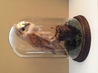 Fine Taxidermy of Barn Owl in Glass Dome (13 of 14) Fine Taxidermy of Barn Owl in Glass Dome (13 of 14)