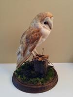 Fine Taxidermy of Barn Owl in Glass Dome (10 of 14) Fine Taxidermy of Barn Owl in Glass Dome (10 of 14)