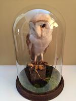 Fine Taxidermy of Barn Owl in Glass Dome (2 of 14) Fine Taxidermy of Barn Owl in Glass Dome (2 of 14)