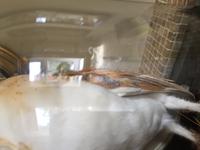 Fine Taxidermy of Barn Owl in Glass Dome (11 of 14) Fine Taxidermy of Barn Owl in Glass Dome (11 of 14)