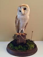 Fine Taxidermy of Barn Owl in Glass Dome (7 of 14) Fine Taxidermy of Barn Owl in Glass Dome (7 of 14)