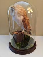 Fine Taxidermy of Barn Owl in Glass Dome (6 of 14) Fine Taxidermy of Barn Owl in Glass Dome (6 of 14)