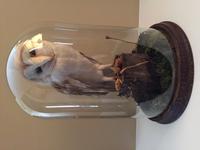 Fine Taxidermy of Barn Owl in Glass Dome (12 of 14) Fine Taxidermy of Barn Owl in Glass Dome (12 of 14)